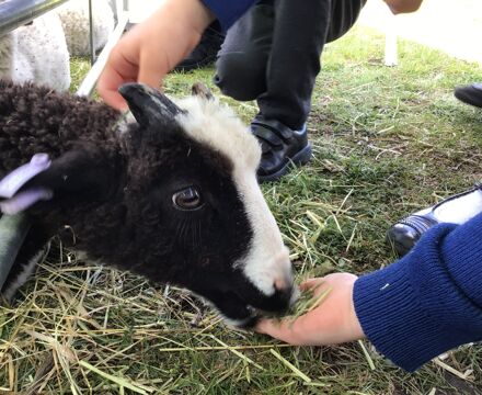 IMG 4987